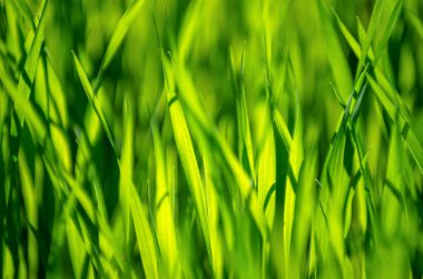 seçici odak ile yeşil çim arka plan