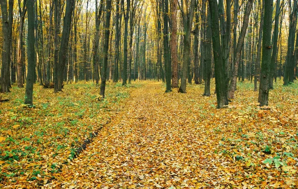 Pathway Autumn Forest — Stock Photo, Image