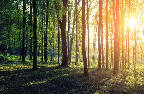 Vackert Skogslandskap Morgonen — Stockfoto