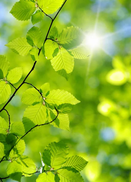 Πράσινα Φύλλα Για Πράσινο Υπόβαθρο — Φωτογραφία Αρχείου