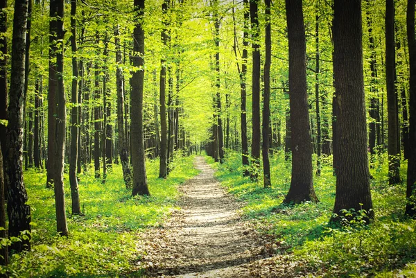 Sunny Day Green Forest — Stock Photo, Image