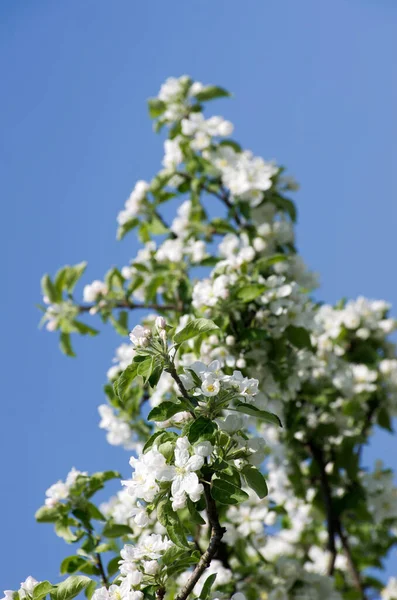 elma ağacının beyaz çiçekli bahar çiçeği