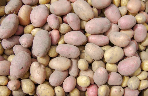 Bir tarlada patates hasat etmek.