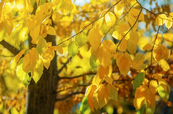 Floresta Outonal Dourada Com Raios Sol — Fotografia de Stock