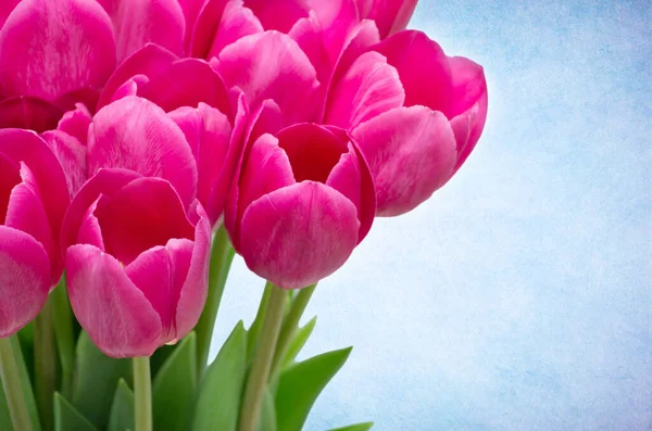 Bouquet Tulips Flowers Isolated Retro Background — Stock Photo, Image