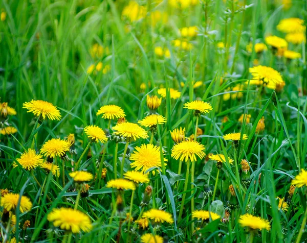 Gula Blommor Äng — Stockfoto