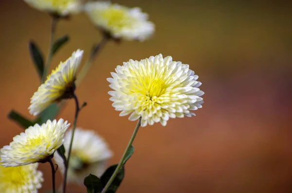 Une Photo Fleurs Chrysanthème — Photo