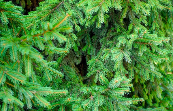 Frische Grüne Nadelbäume Der Fichte — Stockfoto