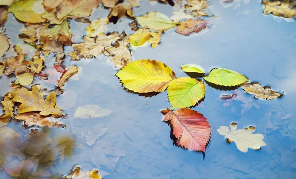 Feuilles Jaunes Tombées Trouvent Surface Flaque Automne — Photo