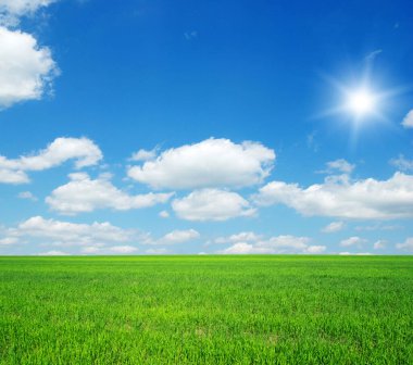yeşil çimen ve parlak mavi gökyüzü