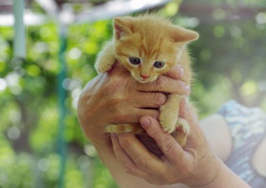 Mavi gözlü güzel kırmızı kedi