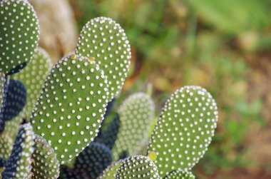 Dikenli yeşil bitkisel kaktüs.