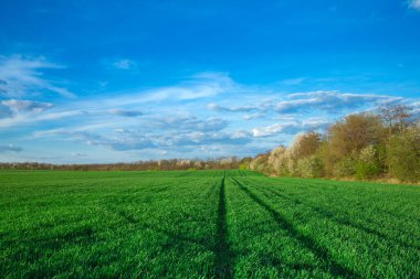 yeşil çim ve gökyüzü