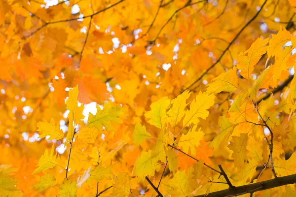 Hojas Las Ramas Bosque Otoño —  Fotos de Stock