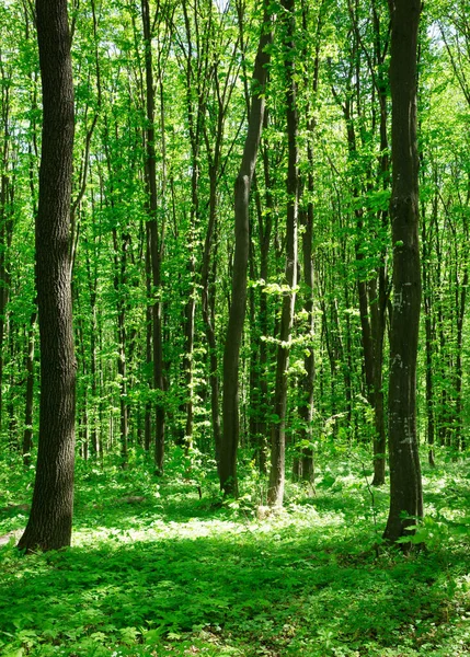 Erdőfák Természet Zöld Napfény Hátterek — Stock Fotó