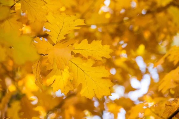 Autumn Yellow Maple Leaves Background — Stock Photo, Image