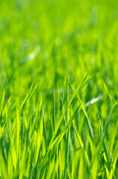 Green Grass Background Selective Focus — Stock Photo, Image