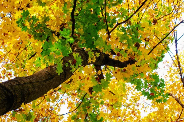 木の上に黄色と緑のカエデの葉の背景 — ストック写真
