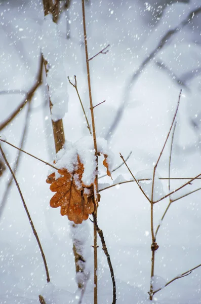 Árbol Con Una Sola Hoja Amarilla Ramas Invierno Cubiertas Nieve —  Fotos de Stock