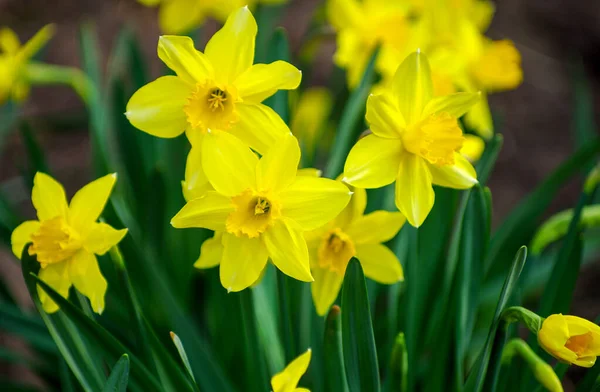 Flower Bed Yellow Daffodil Flowers Blooming Spring — Stock Photo, Image