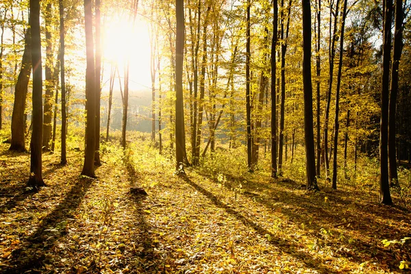 Güneş ışınları ile altın sonbahar orman