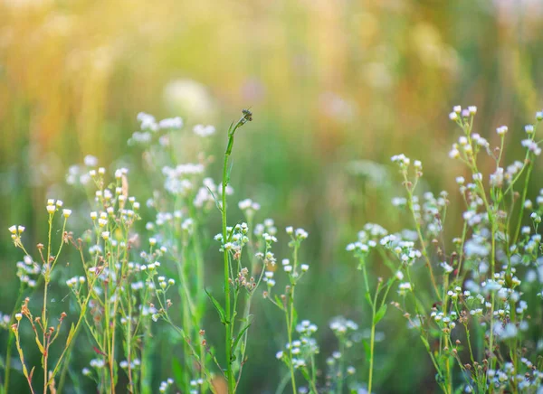 Yaz aylarında çayırda yabani çiçekler.
