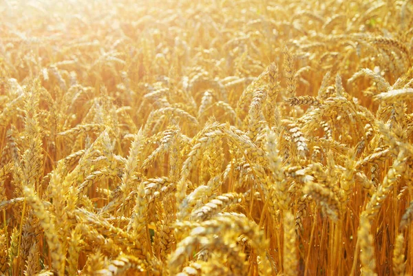 Fields Wheat End Summer Fully Ripe — Stock Photo, Image