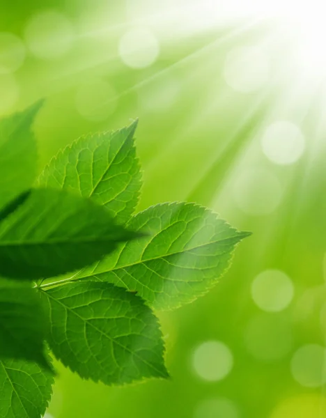 Folhas Verdes Sobre Fundo Verde — Fotografia de Stock