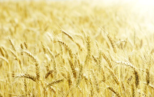 Fields Wheat End Summer Fully Ripe — Stock Photo, Image