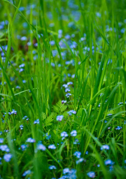 Pequenas Flores Azuis Esqueçam Não Prado Primavera — Fotografia de Stock
