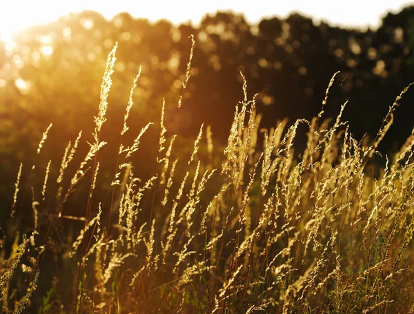 Dry Grass Sunset Warm Summer Evening Stock Photo
