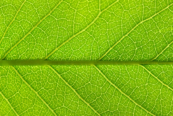 Close Green Leaf Texture Royalty Free Stock Photos