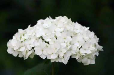 Beyaz ortanca bitkiler tam Bloom çiçek açan