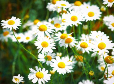 yaz çiçek papatya çiçekleri çayır üzerinde