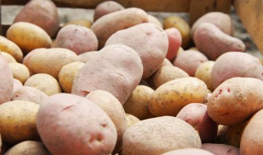 Bir tarlada patates hasat etmek.