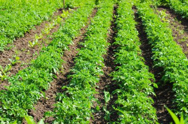 Genç bir patates bitkisi, serada büyüyen bitkiler, çiftlik.