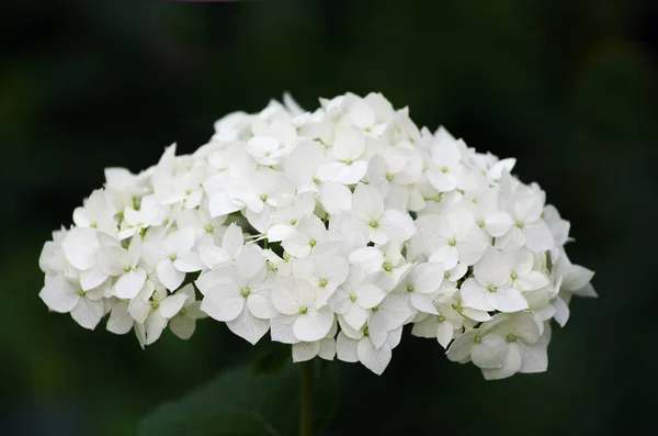 Blühende Weiße Hortensien Voller Blüte — Stockfoto