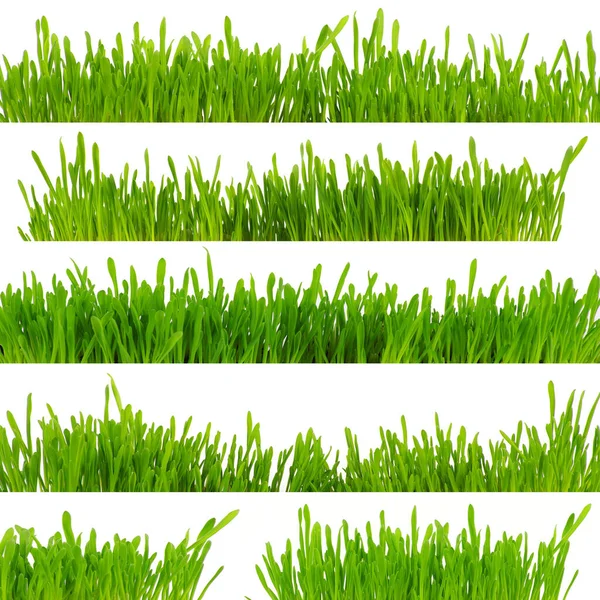 Beyaz arkaplanda yeşil çimen izole