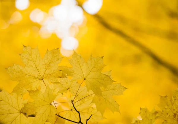 秋天的黄枫叶背景 — 图库照片