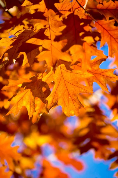 Осенние Листья Клена Заднем Плане — стоковое фото