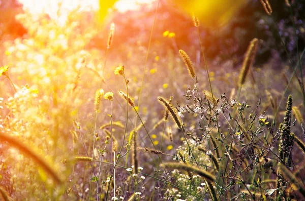 Dzikie Łąki Kwiatów Wieczór Tło Światło Słoneczne — Zdjęcie stockowe