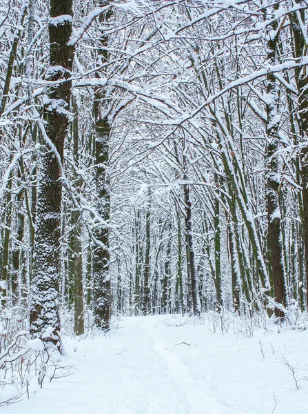 Wintersneeuw Bedekt Bomen Achtergrond — Stockfoto