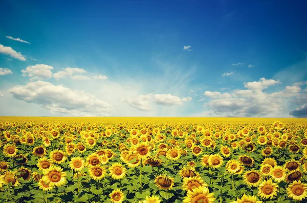 Sonnenblumenfeld Und Blauer Sonnenhimmel — Stockfoto