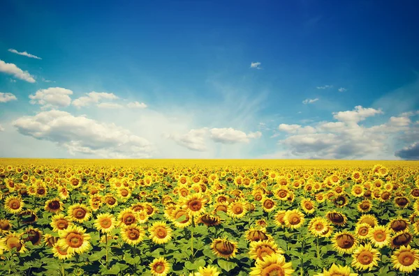 Campo Girassóis Céu Azul Sol — Fotografia de Stock