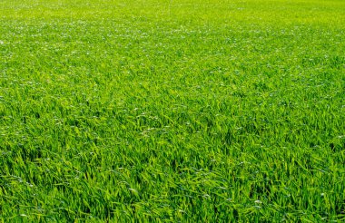 seçici odak ile yeşil çim arka plan