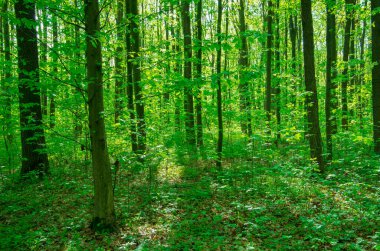 Orman ağaçları. doğa yeşil ahşap güneş ışığı arka planı