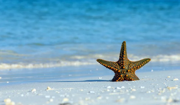 Морская Звезда Пляже — стоковое фото