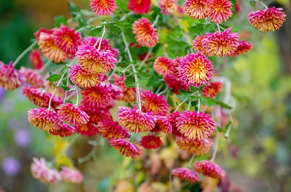 Une Photo Fleurs Chrysanthème Dans Jardin Automne — Photo