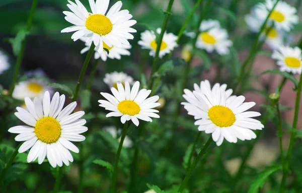 Camomille Belle Dans Pré — Photo