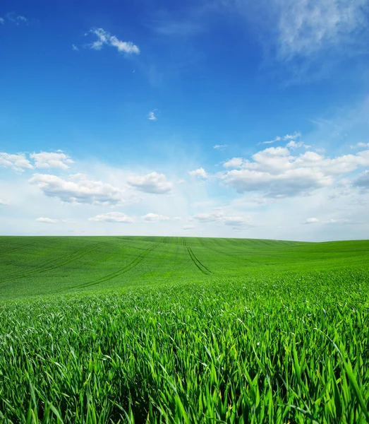 Field Green Grass Sky — Stock Photo, Image